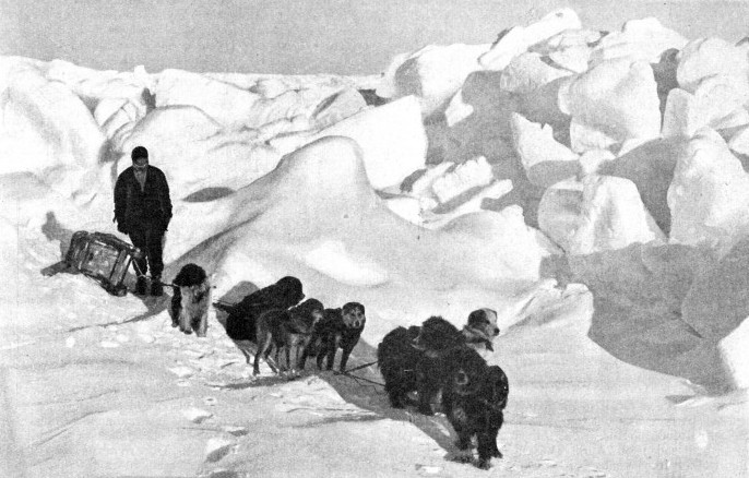 ESKIMO DOGS, OR HUSKIES, play an important part in most Antarctic and Arctic expeditions